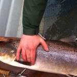 Gearoid Muldowney – Beltra Salmon