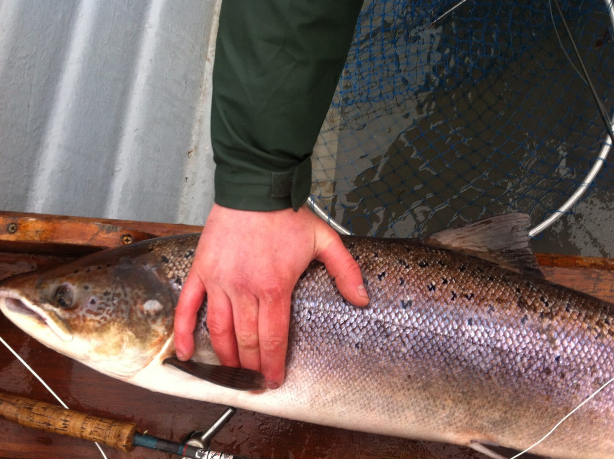 Gearoid Muldowney - Beltra Salmon