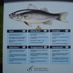 IFIBass