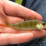 Inny – Perch from the Canal