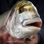 Irish Sport Fishing – Gilthead Bream