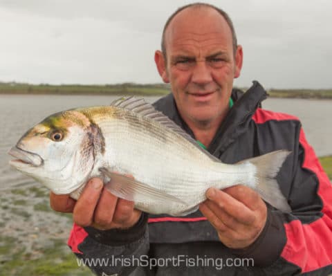 Joe Byrne (Courtown Harbour Angling Centre) with a specimen 3.3lb Gilthead Bream