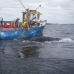Leitrim Observer – Rescue of Whale