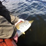 Lough Sheelin – Jeff Thomas, Wales May 14th carefully releases his 5 ½ lb trout