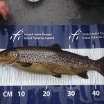 Trout on IFI measuring mat