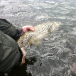 Sheelin – Catch and Release