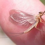 Sheelin – The Mayfly – Ephemeroptera (from the greek word – ‘short lived’)