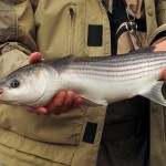 Nick Gough with 4lb 6oz mullet