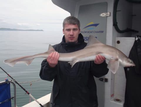 This Specimen Smooth-Hound on LISIN, Wicklow went to Christopher Boylan.