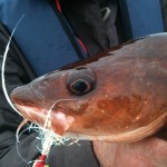 cod-fly-rr