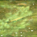 image001