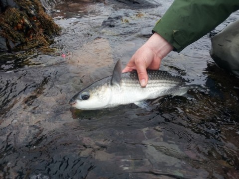 Getting ready to release a mullet