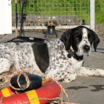 01 Wilson 15cm