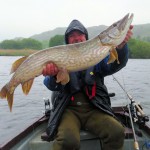 108cm.24lbs.