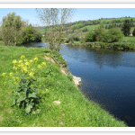 Quiet stretch of water, ideal for the fly