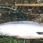Conor Arnold's 12¼ pounder
