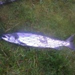 One Of Paul Mc Causland’s Fish From The Mill During The Week.