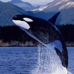 Irish Independent – An orca in the wild