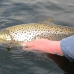 Lough Sheelin – Cathal McNaughton puts back his 4 lb 1 ozs in Hollywell Bay