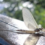 Lough Sheelin – Fly