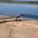 Lough Sheelin – ‘Dragon flies’ at Sheelin