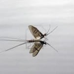 Mayfly