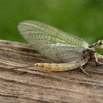 Mayo News – GOSSAMER WINGS The delicate mayflies were late hatching this year, but their reappearance is even more welcome after their numbers declined due to pollution.