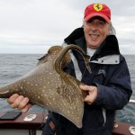 Rosguill – Small common skate