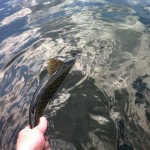 Sheelin – Steve Collins puts his 4lb trout safely back