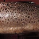 Winning Trout Caught by Matthew Solan – weighing 2.4kg and measuring 55 cm – caught on the spent.