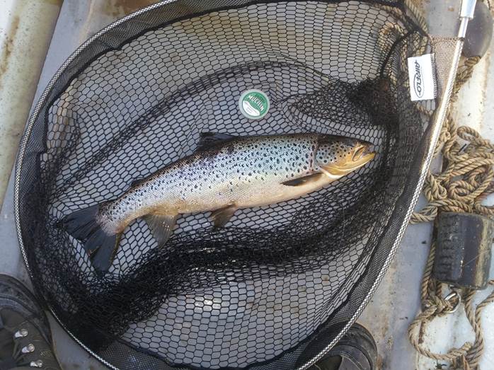 Fine Trout (4lb) caught on Lough Derg with the Spent Knat - Photo by Darrin Gardiner