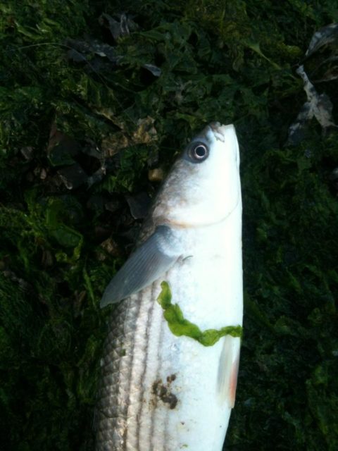About 3 Lbs on a bread fly this evening. Difficult fishing with a lot of suspended weed. Very enjoyable nevertheless.