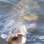 2 Pike