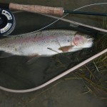 A nice 2lbs plus rainbow succumbed to a dry buzzer on Pallas Lake