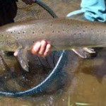 John Tarbatt UK client caught and returned the above fine fish estimated in excess of