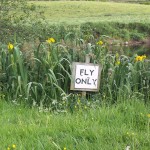 Some of the multitude of Flag Irises growing along the beat and adjoining fields.