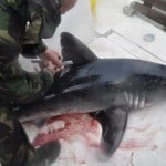Boat Angling Ireland – 2