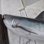 Boat Angling Ireland – 4