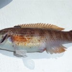 Boat Angling Ireland – Goldshinny