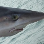 Boat Angling Ireland – Tope (2) July 2013