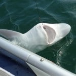 Boat Angling Ireland – Tope (3) July 2013
