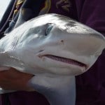 Boat Angling Ireland – Tope July 2013