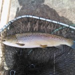 A nice sized Brownie from the Rye Lake early Wednesday morning