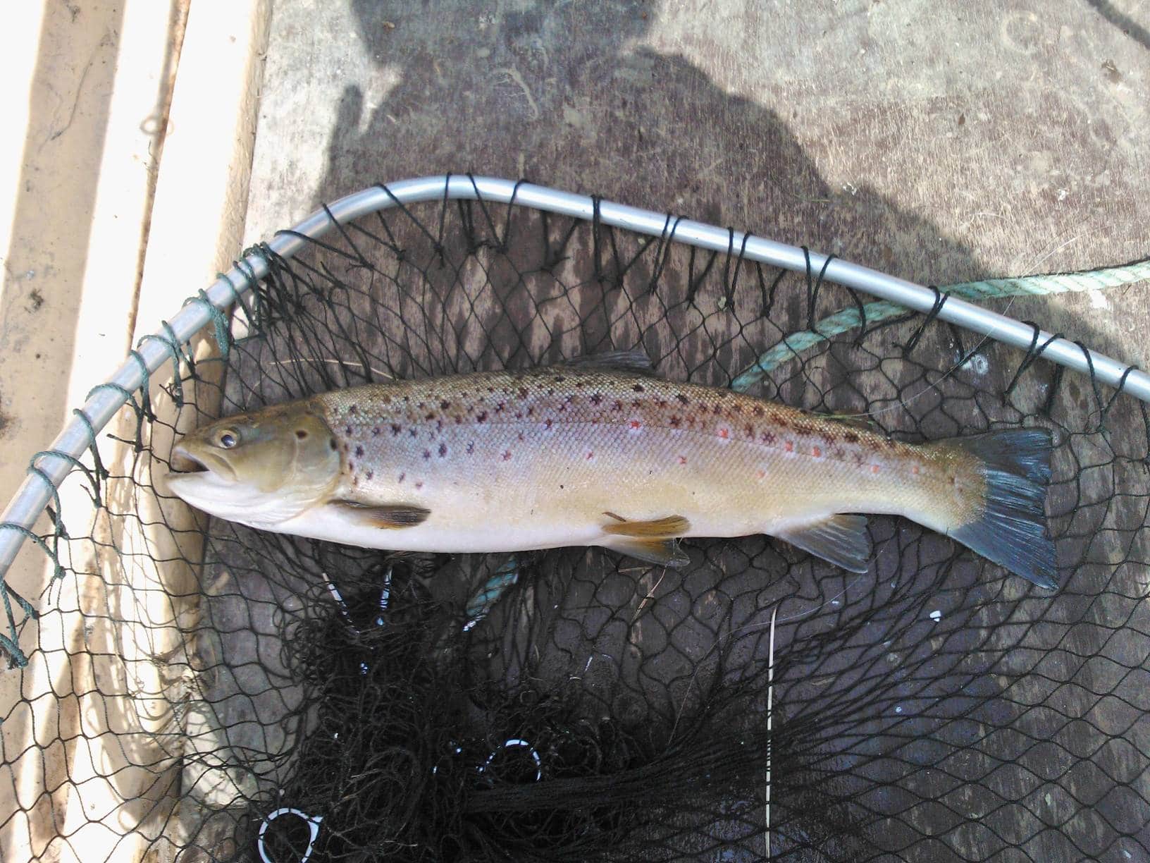 A nice sized Brownie from the Rye Lake early Wednesday morning