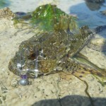 Ger Doran – Sea Angling July 2013