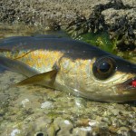 Ger Doran – Sea Angling July 2013 (2)
