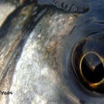 Ger Doran – South East Angling photo