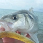 Gerard Doran – Shore angling July 2013 (2)