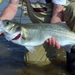 Big bass can be caught on hot days – Catch of the Week – Jim Hendrick