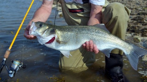 Big bass can be caught on hot days - Catch of the Week - Jim Hendrick